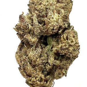 INDICA - Obama $